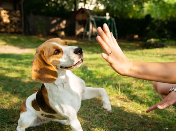 Dog being trained to stay