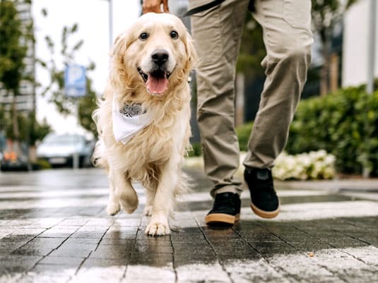 Man walking a dog