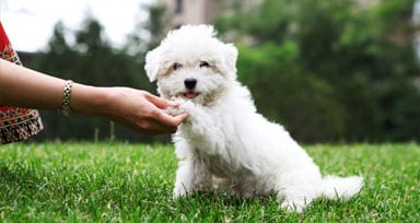 Small white dog shaking hands