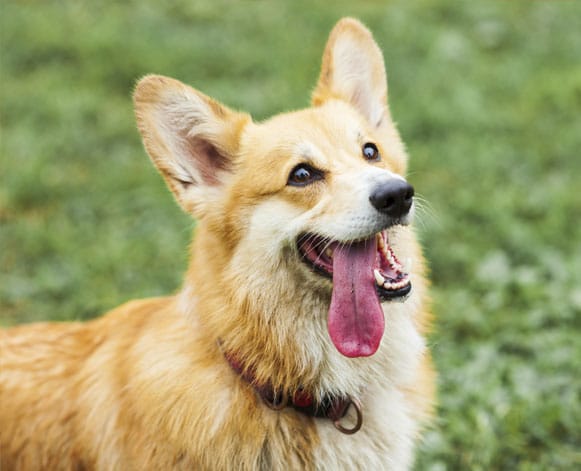 Smiling corgi dog