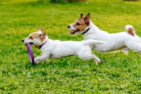 Two small dogs running in the grass