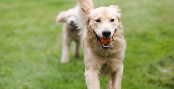 Two dogs playing with a toy in the grass