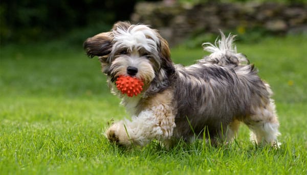 Grey and white dog with a red toy