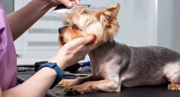 Small dog being groomed