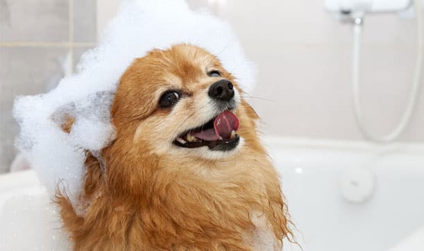 Happy dog getting a bath