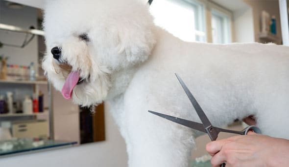 White dog getting a hair cut
