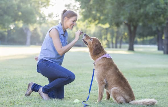 Woman training a Golden Retriever