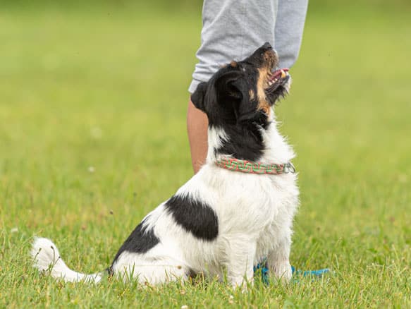 Dog being trained