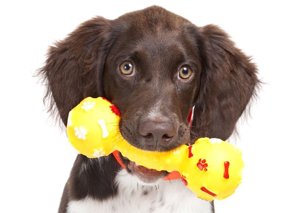 Cute dog with a toy in its mouth