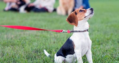 Dog being attentive