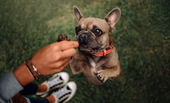 Giving a dog a treat during training