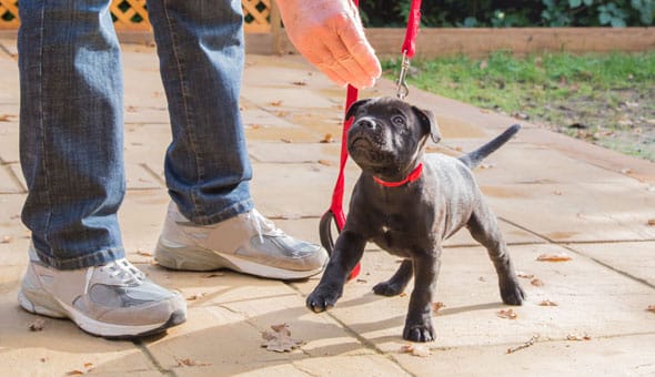 Small puppy being trained