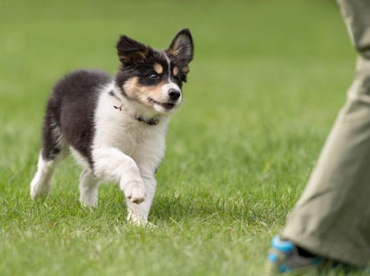 Small puppy following a dog trainer