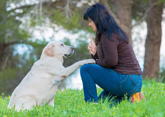 Woman training a white labrador retriever
