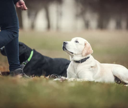 Training a group of dogs