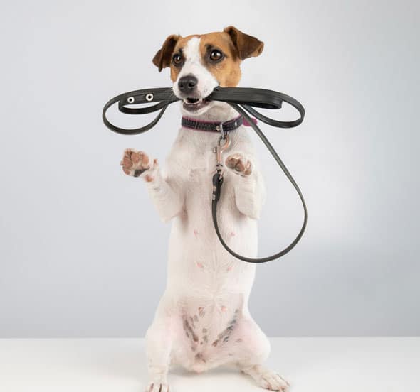 training-faq-image-1 Dog with a leash in its mouth