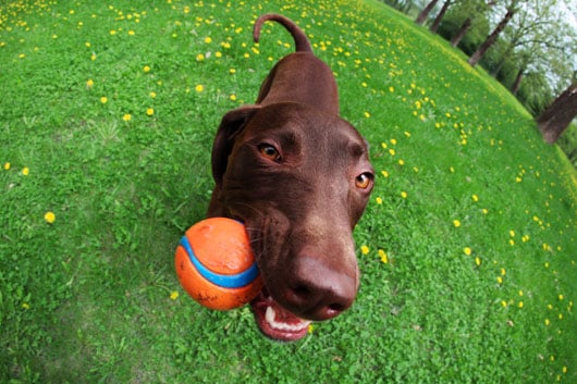 Dog bringing a ball back to its owner